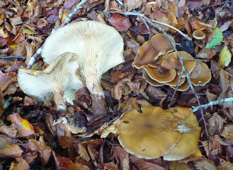 Clitocybe da ident.